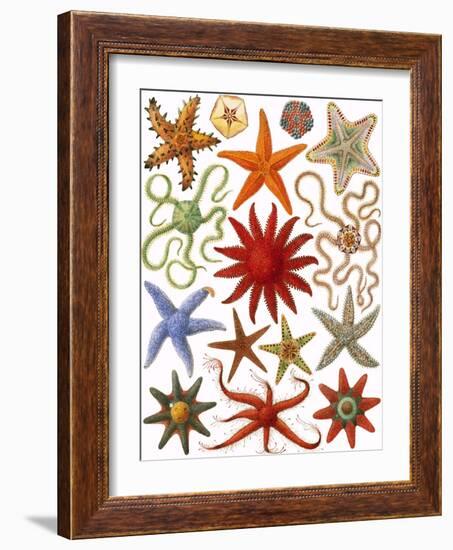 Starfish-English School-Framed Giclee Print