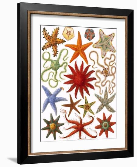 Starfish-English School-Framed Giclee Print