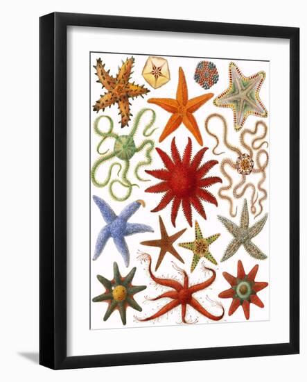 Starfish-English School-Framed Giclee Print