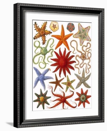 Starfish-English School-Framed Giclee Print