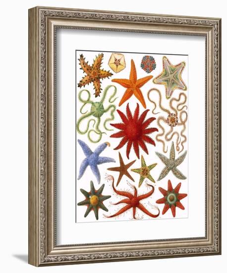 Starfish-English School-Framed Giclee Print