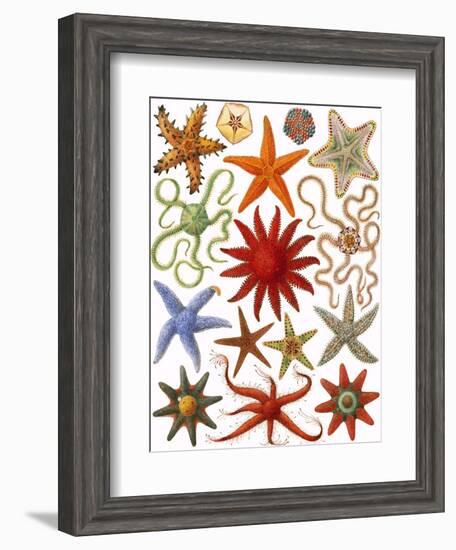 Starfish-English School-Framed Giclee Print