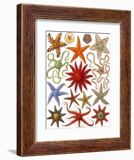 Starfish-English School-Framed Giclee Print