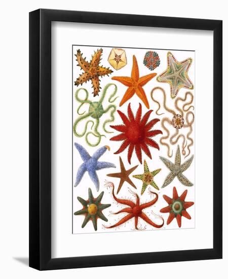 Starfish-English School-Framed Giclee Print