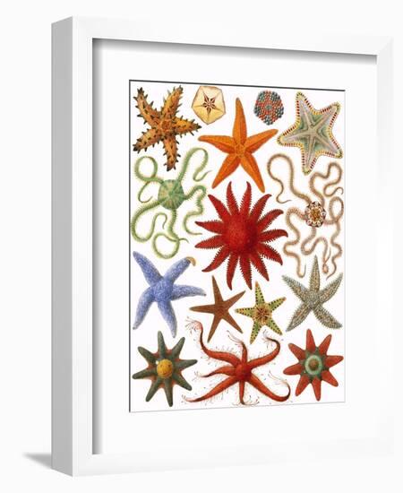 Starfish-English School-Framed Giclee Print