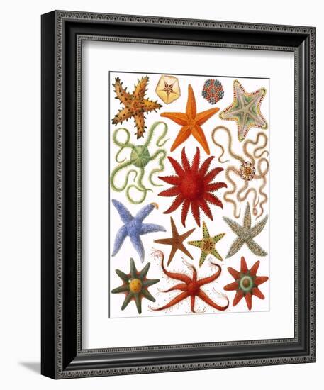 Starfish-English School-Framed Giclee Print