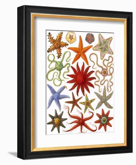 Starfish-English School-Framed Giclee Print