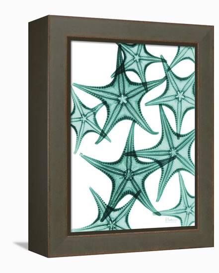 Starfish-Albert Koetsier-Framed Stretched Canvas