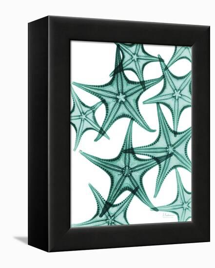 Starfish-Albert Koetsier-Framed Stretched Canvas