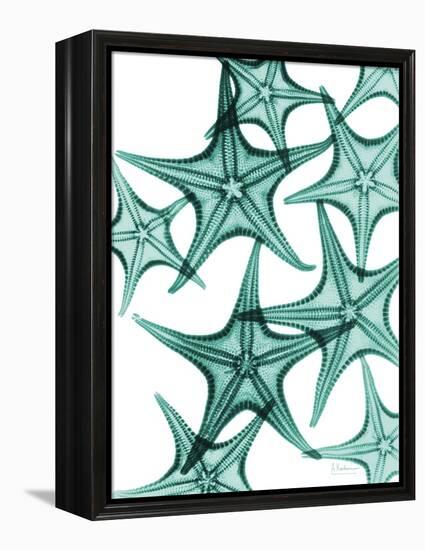 Starfish-Albert Koetsier-Framed Stretched Canvas