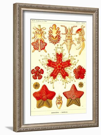 Starfish-Ernst Haeckel-Framed Art Print
