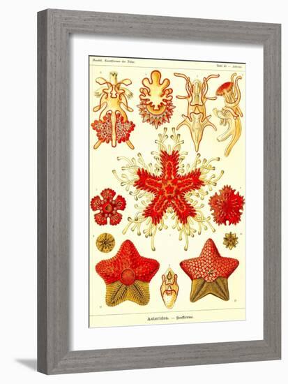 Starfish-Ernst Haeckel-Framed Art Print