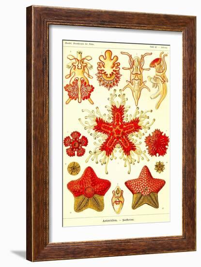 Starfish-Ernst Haeckel-Framed Art Print