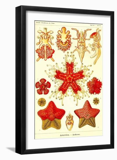 Starfish-Ernst Haeckel-Framed Art Print