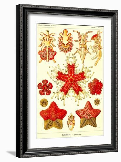 Starfish-Ernst Haeckel-Framed Art Print