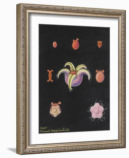 Starfish-Philip Henry Gosse-Framed Giclee Print