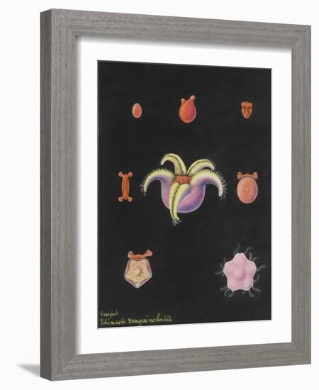 Starfish-Philip Henry Gosse-Framed Giclee Print