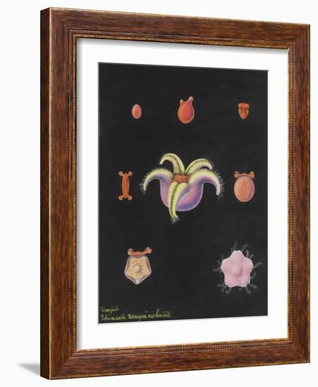 Starfish-Philip Henry Gosse-Framed Giclee Print