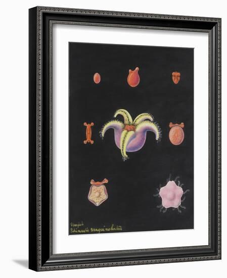 Starfish-Philip Henry Gosse-Framed Giclee Print