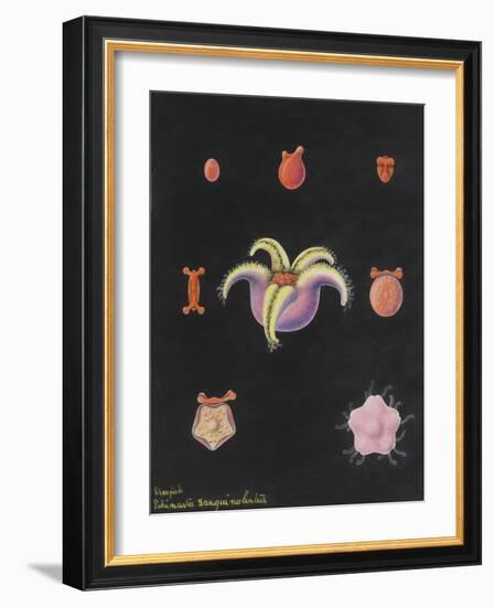 Starfish-Philip Henry Gosse-Framed Giclee Print