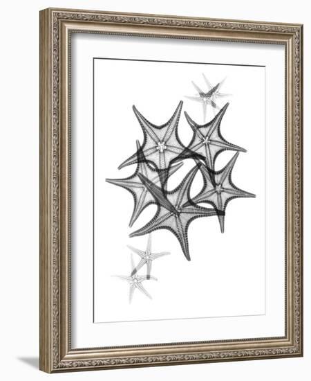 Starfish-Albert Koetsier-Framed Art Print