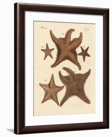 Starfish-null-Framed Giclee Print