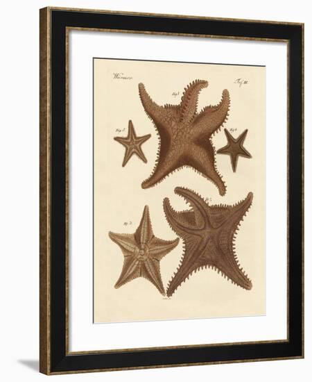 Starfish-null-Framed Giclee Print