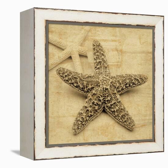 Starfish-John Seba-Framed Stretched Canvas