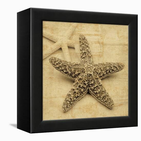 Starfish-John Seba-Framed Stretched Canvas