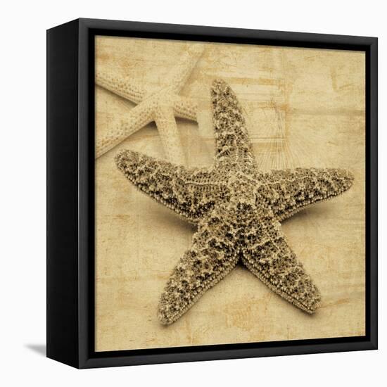 Starfish-John Seba-Framed Stretched Canvas