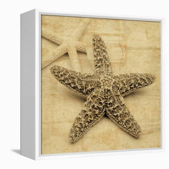 Starfish-John Seba-Framed Stretched Canvas