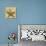 Starfish-John Seba-Photo displayed on a wall