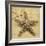 Starfish-John Seba-Framed Photo