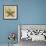 Starfish-John Seba-Framed Photo displayed on a wall