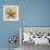 Starfish-John Seba-Framed Photo displayed on a wall