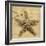 Starfish-John Seba-Framed Photo