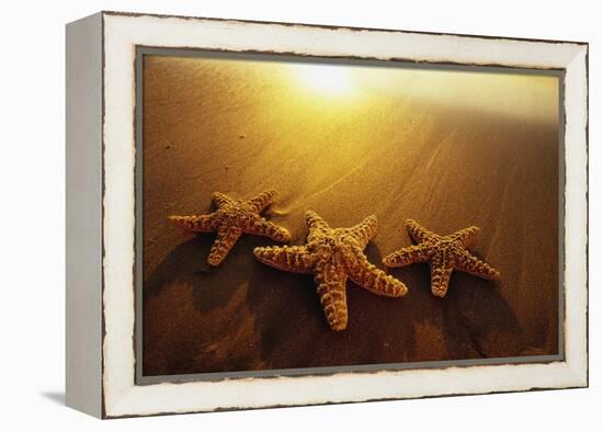 Starfishes on Maui Beach-Darrell Gulin-Framed Premier Image Canvas