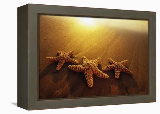 Starfishes on Maui Beach-Darrell Gulin-Framed Premier Image Canvas