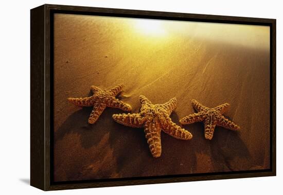 Starfishes on Maui Beach-Darrell Gulin-Framed Premier Image Canvas