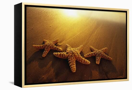 Starfishes on Maui Beach-Darrell Gulin-Framed Premier Image Canvas