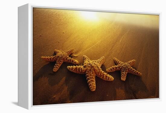 Starfishes on Maui Beach-Darrell Gulin-Framed Premier Image Canvas