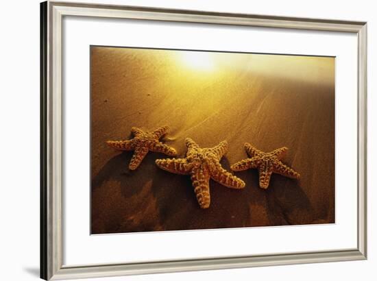 Starfishes on Maui Beach-Darrell Gulin-Framed Photographic Print