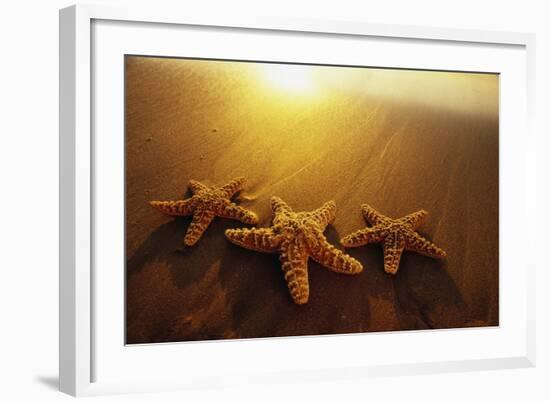 Starfishes on Maui Beach-Darrell Gulin-Framed Photographic Print