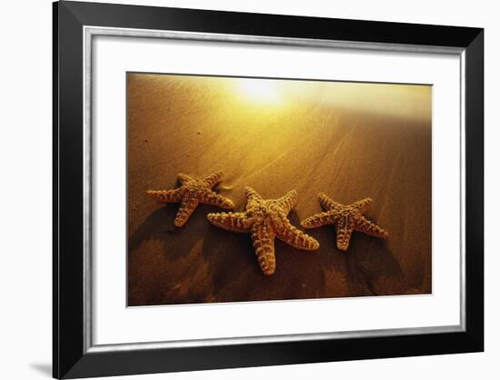 Starfishes on Maui Beach-Darrell Gulin-Framed Photographic Print