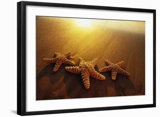 Starfishes on Maui Beach-Darrell Gulin-Framed Photographic Print