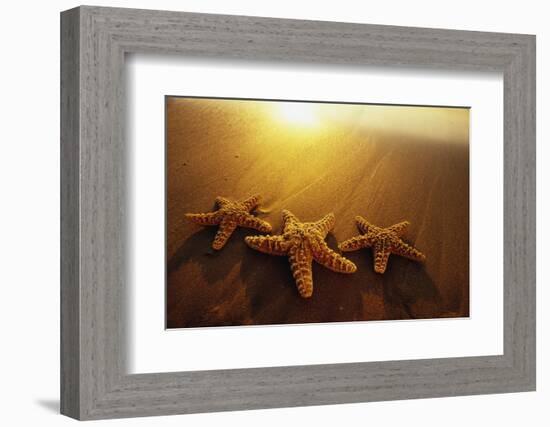 Starfishes on Maui Beach-Darrell Gulin-Framed Photographic Print