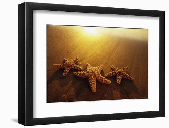 Starfishes on Maui Beach-Darrell Gulin-Framed Photographic Print