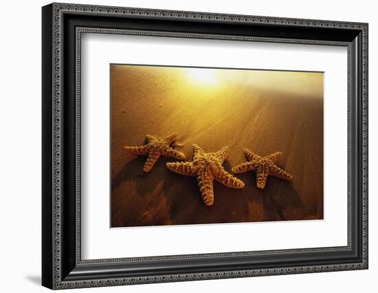 Starfishes on Maui Beach-Darrell Gulin-Framed Photographic Print