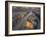 Starfishes, Paparoa, West Coast, South Island, New Zealand-Rainer Mirau-Framed Photographic Print