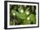 Starflower (Trientalis Latifolia)-Bob Gibbons-Framed Photographic Print